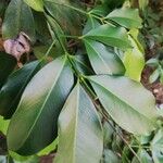 Garcinia epunctata Φύλλο