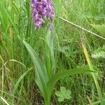Dactylorhiza majalis Libunga