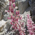 Heuchera caespitosa Habit