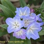 Buglossoides gastonii Kvet