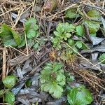 Geum aleppicum ഇല