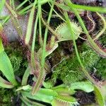 Dionaea muscipula Hábitos