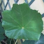 Pterospermum acerifolium Blatt