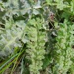 Pedicularis sceptrum-carolinum Levél