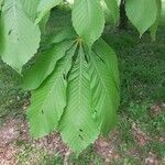 Aesculus turbinata Leaf
