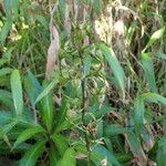 Lobelia digitalifolia Fruit