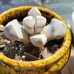 Lapidaria margaretae Hoja