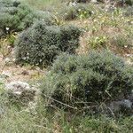 Lithodora hispidula Habit