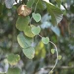 Cissampelos pareira Feuille