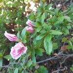 Rhododendron alabamense Blomma