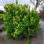 Leucadendron laureolum অভ্যাস