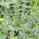 Cirsium ferox برگ