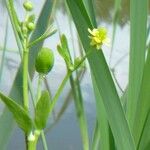 Ranunculus sceleratus Övriga