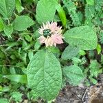 Clerodendrum capitatum Frucht