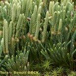 Lycopodium × oellgaardii Habit