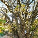 Parrotia subaequalis Hábito