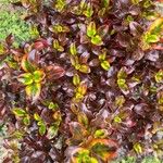 Coprosma repens List