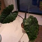 Alocasia macrorrhizos Ліст