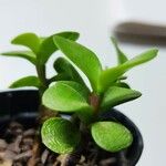 Portulacaria afra ഇല