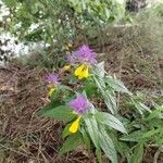 Melampyrum catalaunicumFlower