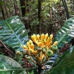 Potalia amara Flor