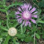 Centaurea polyacantha