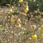 Solanum linnaeanum Плод