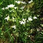 Stellaria holostea Hábito