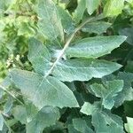 Sonchus oleraceus Fulla