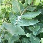 Sonchus oleraceus Leaf