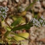 Valerianella microcarpa Květ