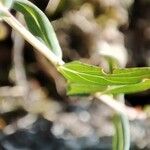 Hypericum linariifolium पत्ता