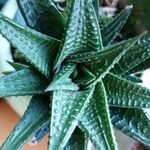 Haworthia limifolia Leaf