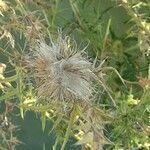 Cirsium discolor Fruto