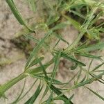 Atriplex littoralis Foglia