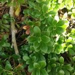 Arctostaphylos uva-ursi Hoja