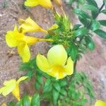 Allamanda catharticaFolha