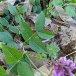 Lathyrus venetus Blad