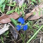 Commelina cyanea Flor