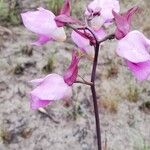 Eulophia cucullata Flor