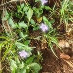 Ruellia prostrata 葉