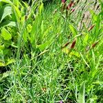 Dianthus plumarius Costuma