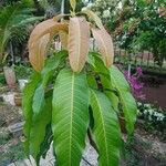 Mangifera indica Blatt