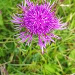 Centaurea nervosa 花