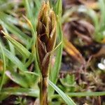 Carex uncinioides 花