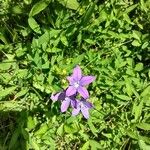 Triodanis perfoliata Blüte