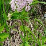 Chaerophyllum hirsutum ശീലം