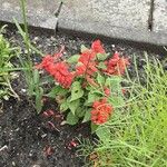 Salvia splendens Alkat (teljes növény)