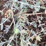 Helianthemum lippii Yaprak