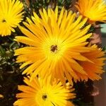 Lampranthus aurantiacus Fiore